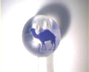 Camel